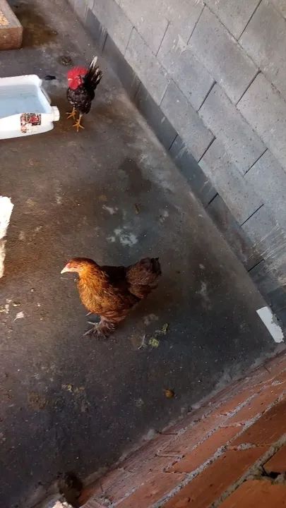 Vendo galinha, frango, ganize  - Foto 6