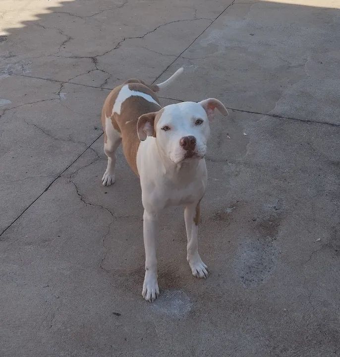 Doação - Pitbull fêmea - Foto 2