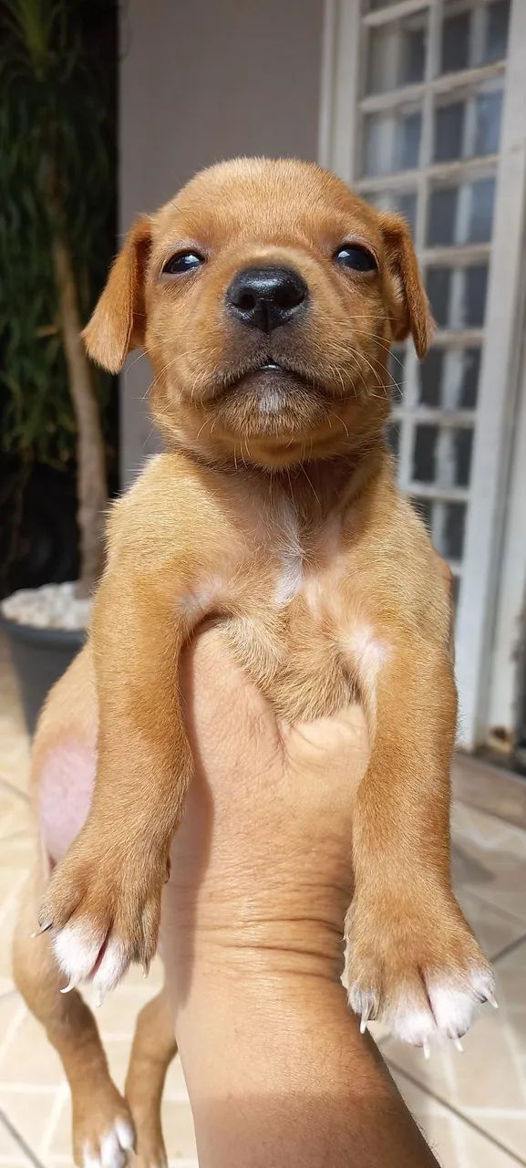 Filhote de cachorro kokoni com bacê - Foto 4
