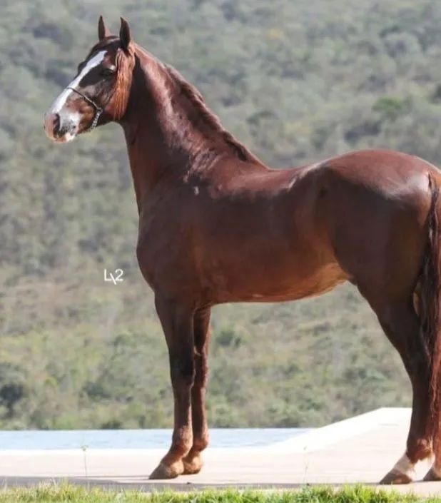 Mangalarga marchador 