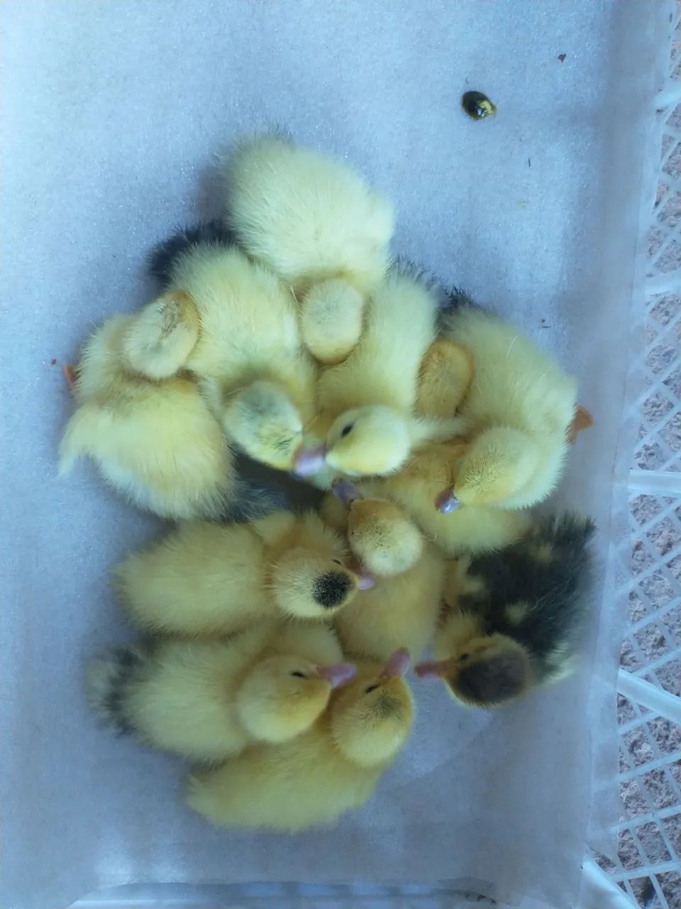 Lindos patinhos para presentear .