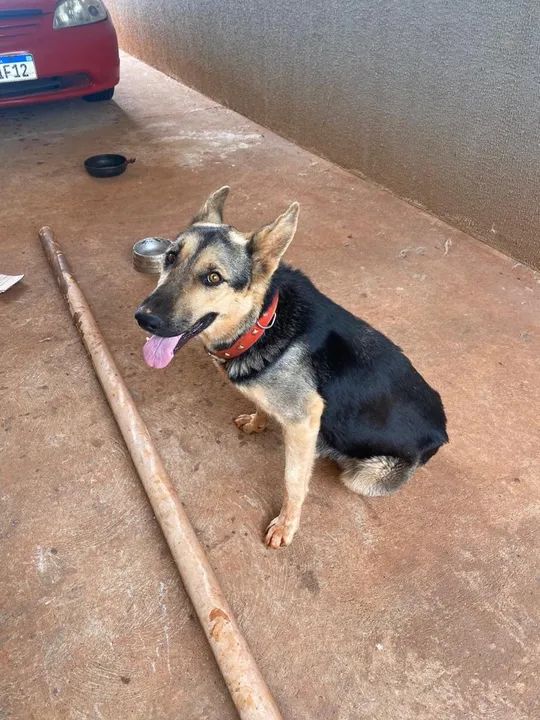 Filhotes de Pastor alemão/Belga - Foto 6