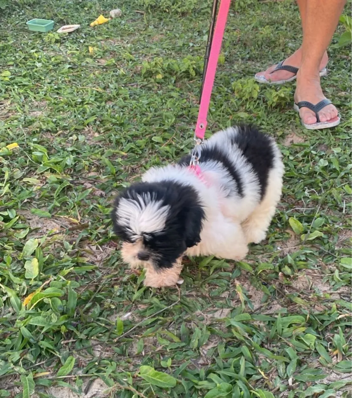 Filhote de Shih Tzu