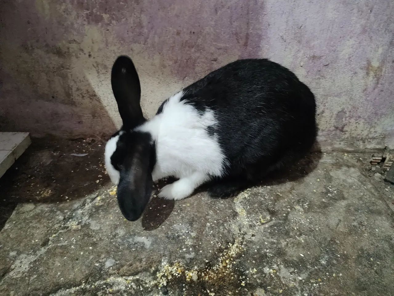 Vende-se Coelhos  - Foto 3