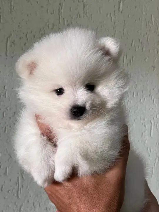 Cachorro filhote Spitz alemão - Foto 2