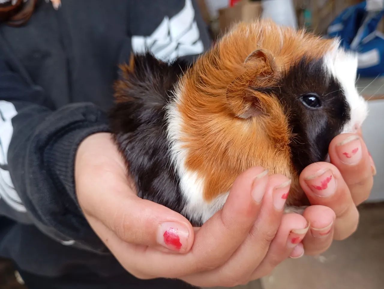 Porquinho da Índia - Macho - Foto 2