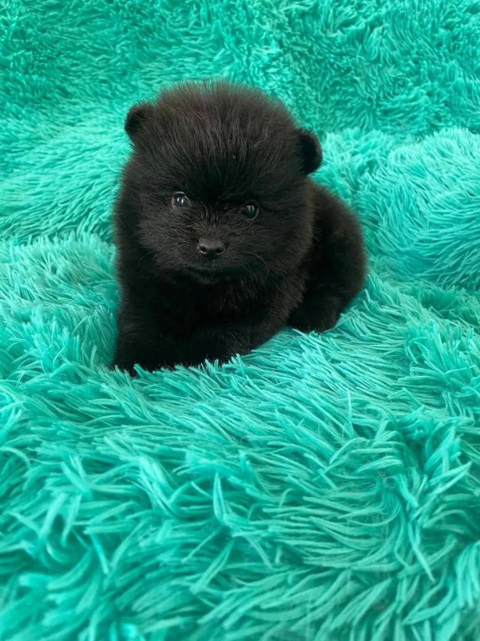 Linda e tão meiga, essa linda spitz