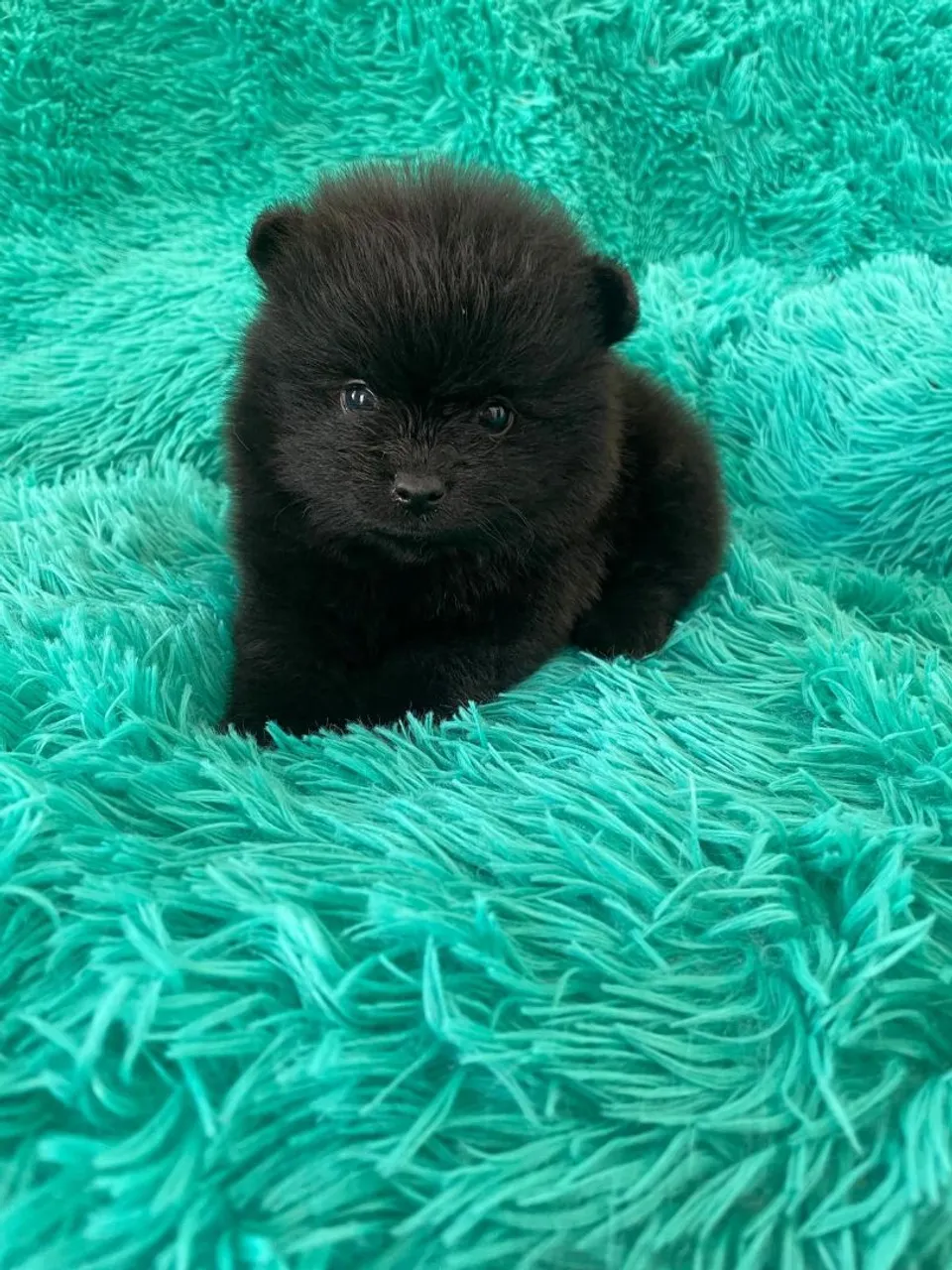 Linda e tão meiga, essa linda spitz