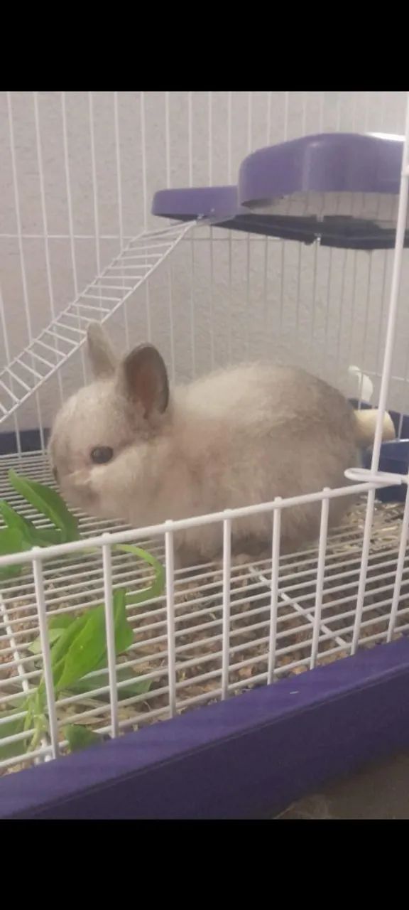 Lindos e disponíveis  - Foto 2