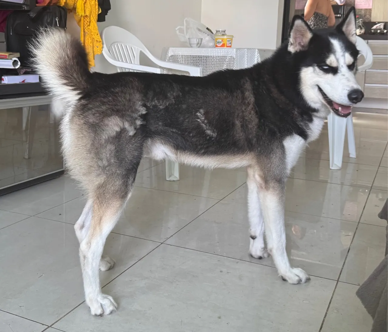 Husky Siberiano procurar namorada.