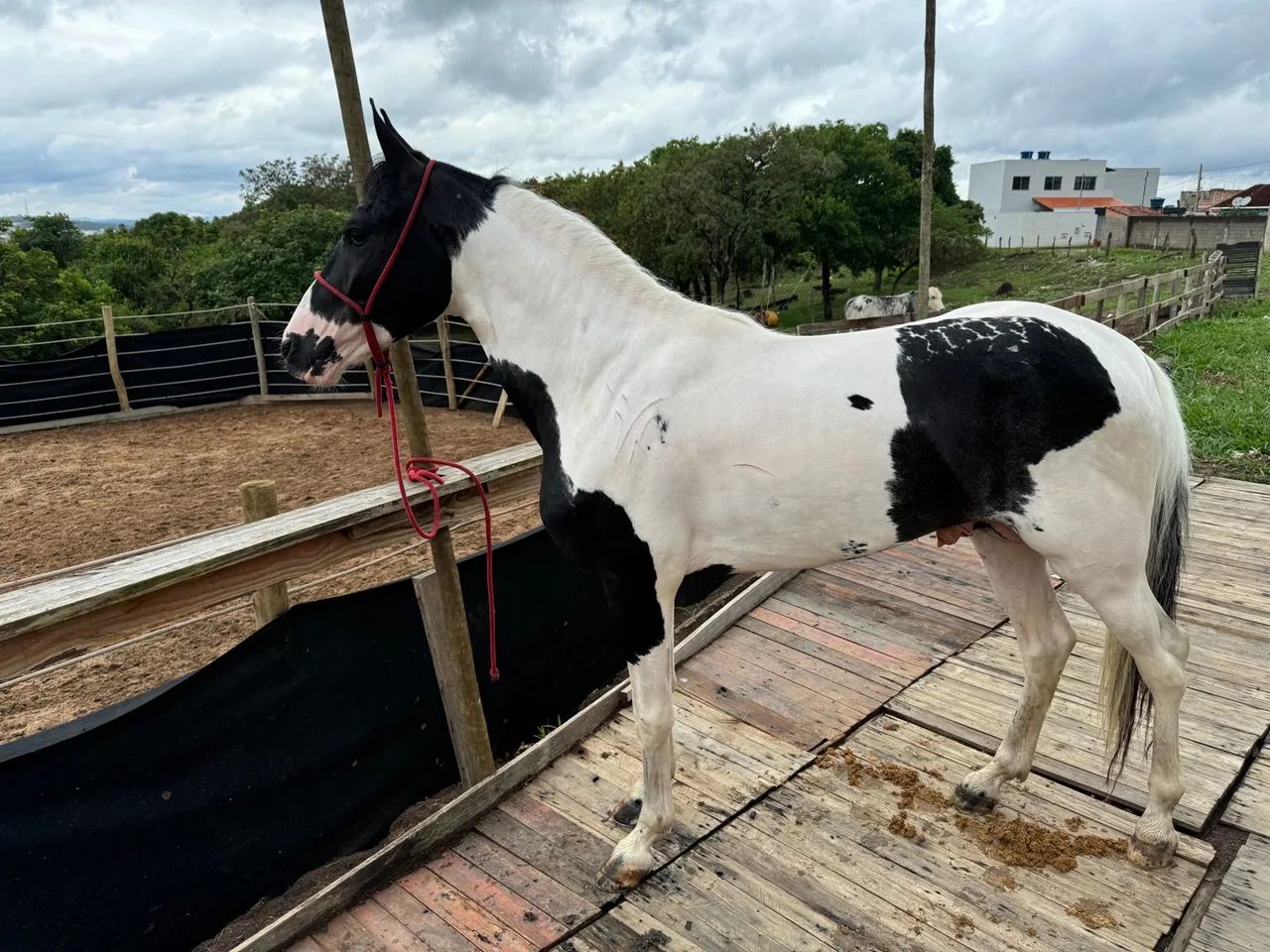 Cavalo mangalarga marchador-lindo dócil  - Foto 2