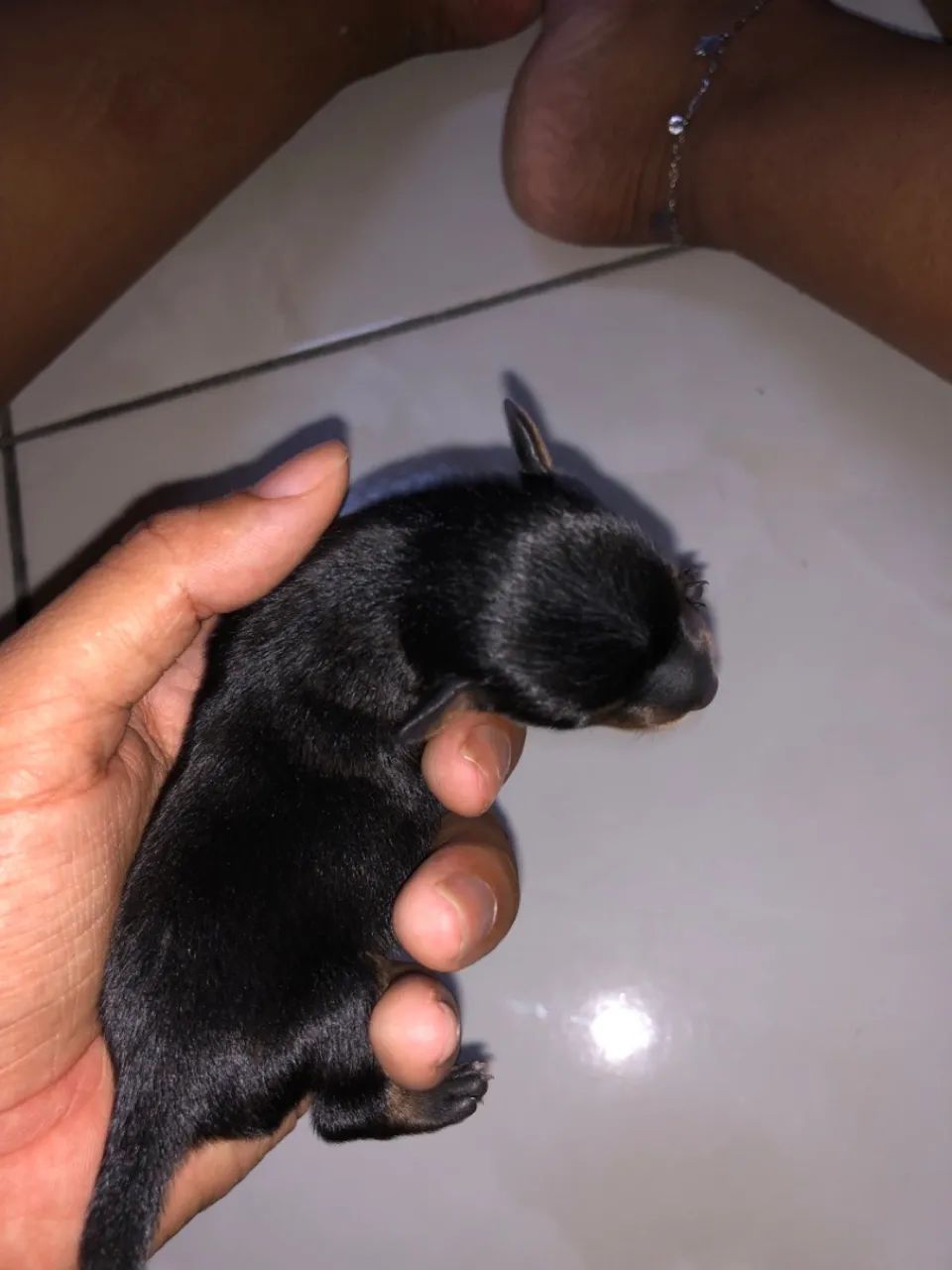 Filhotes de Pinscher com chihuahua  - Foto 5