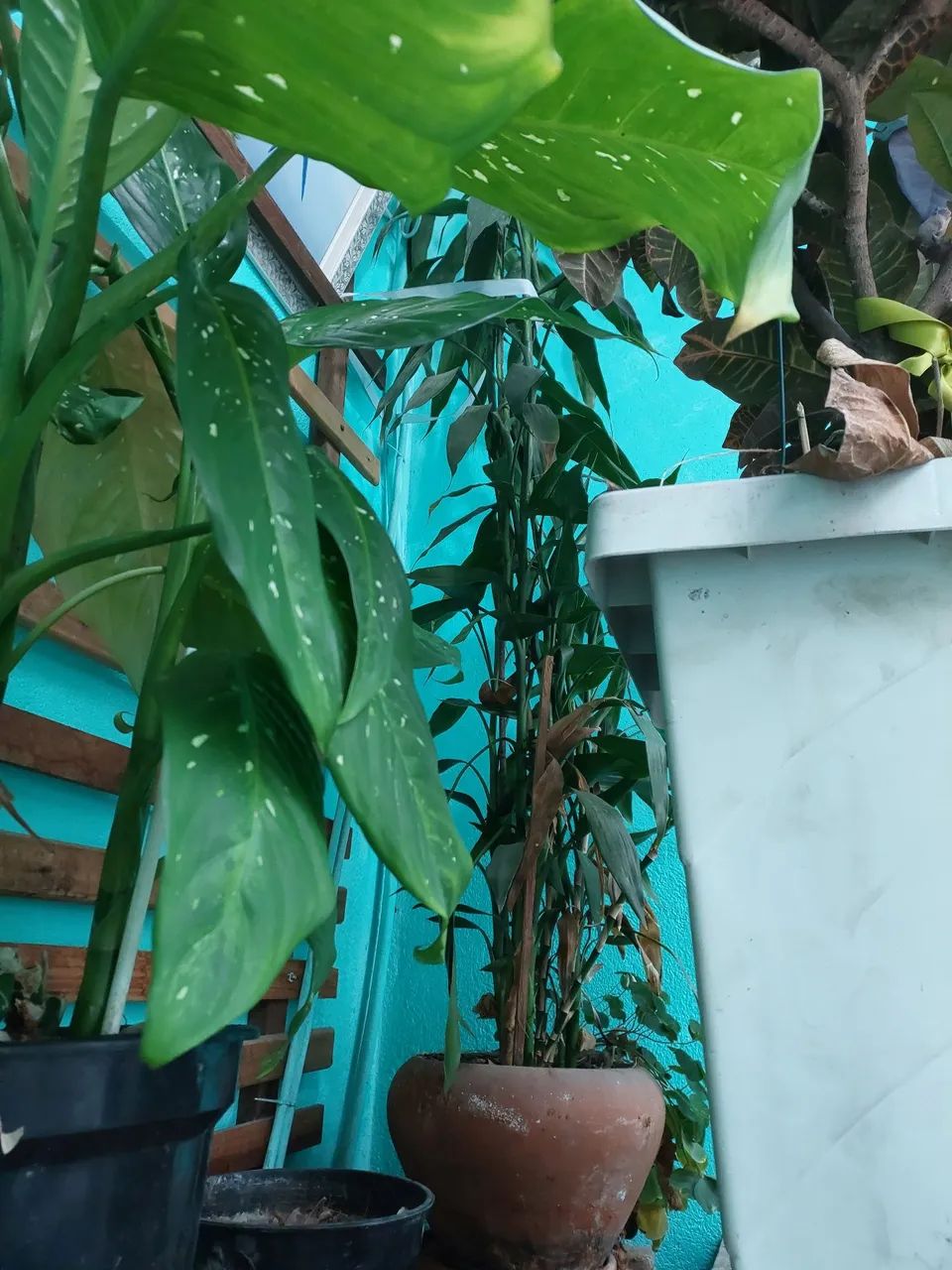 Planta Dracena com vaso - Foto 2