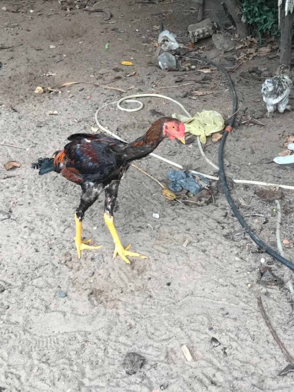 Galo frango  - Foto 2