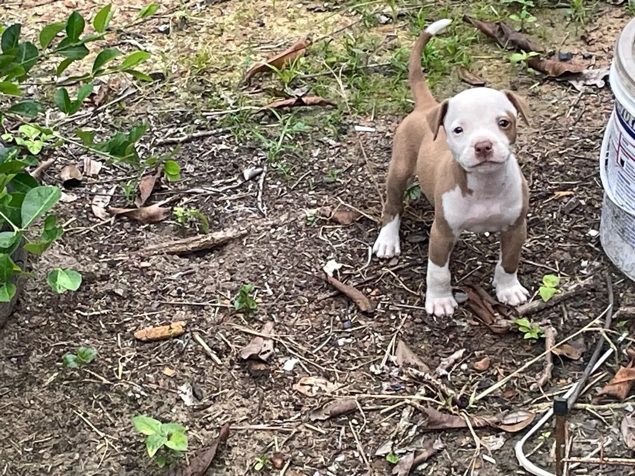 Tenho filho pitbull pra venda  - Foto 3