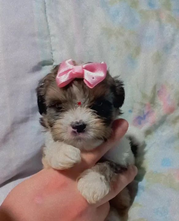 Shih Tzu Fêmea  disponível 
