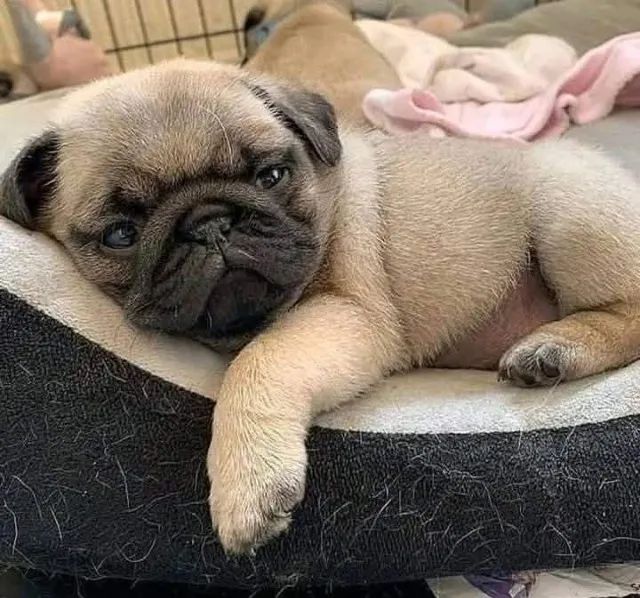 Pug Filhote Carinhoso e Saudável