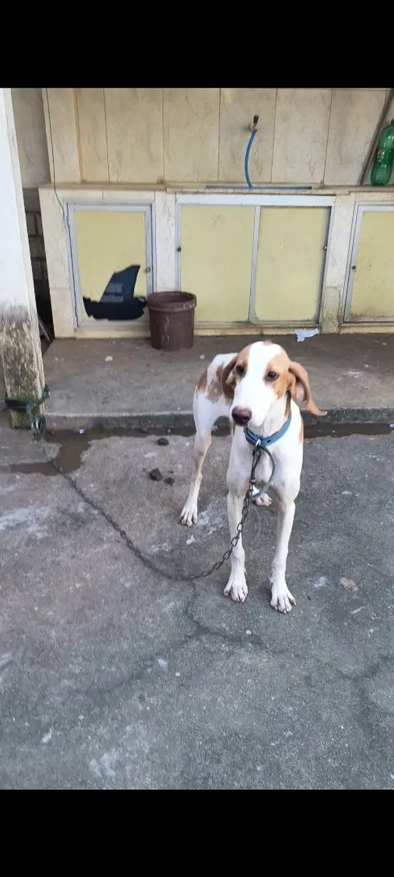 Fêmea Fox hound americano