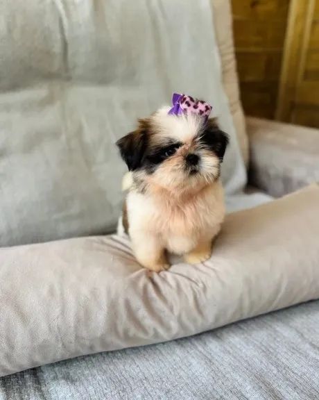Shih Tzu Mini - Lindas Mocinhas Pronta Entrega!
