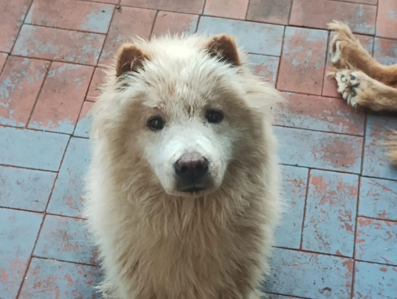 Chow Chow Filhote Fofo para viver grandes emoções ?