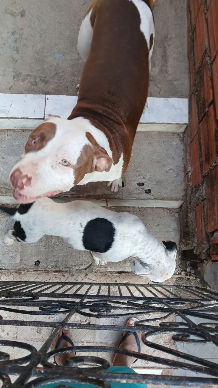 Vendas pit bull mansos, com carteira de vacinação em dias ,são 3 1macho 2femea ,2 brancos  - Foto 5