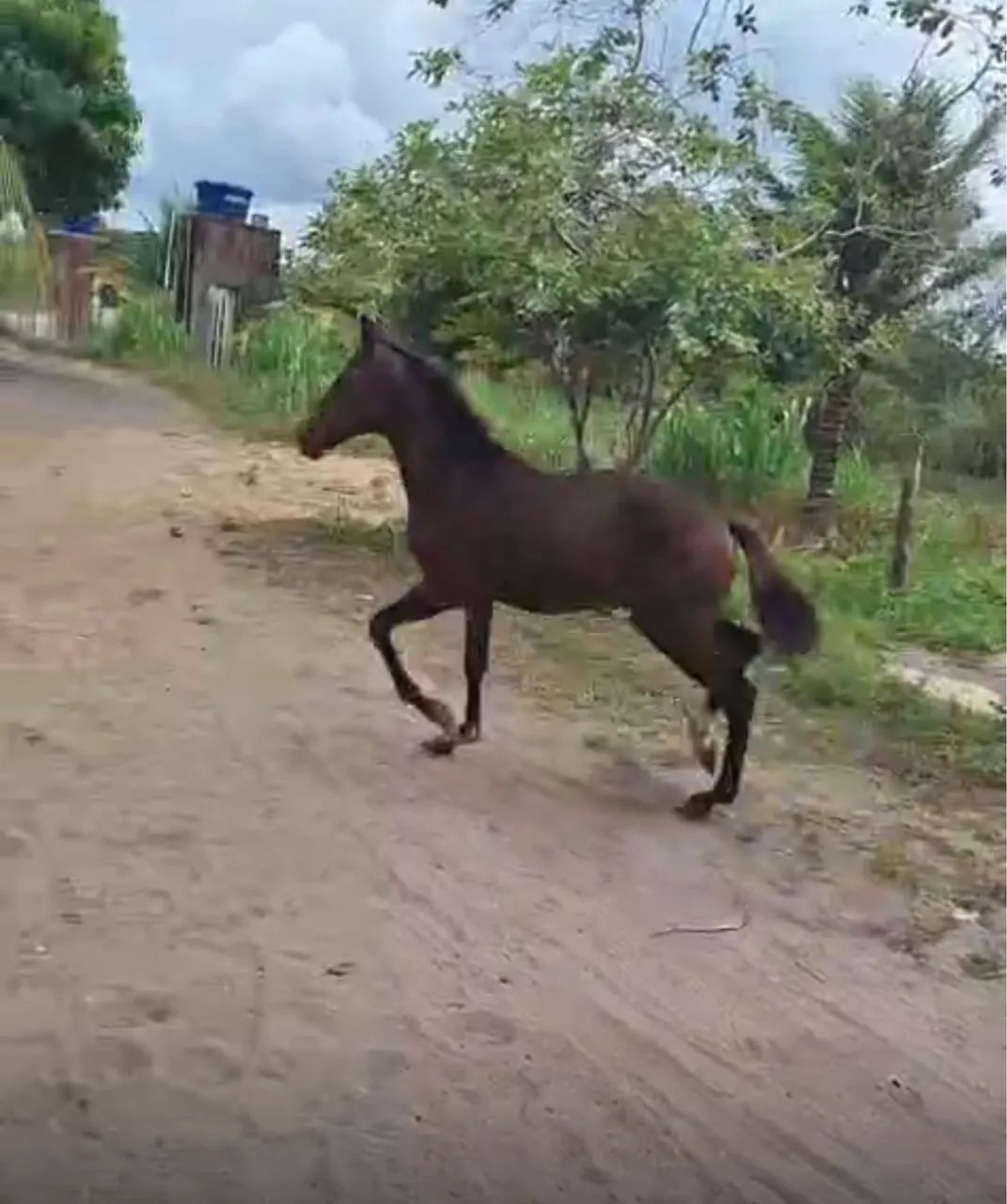 Vende - se Égua Manga Larga registrada com potro 4 meses no pé - Foto 2