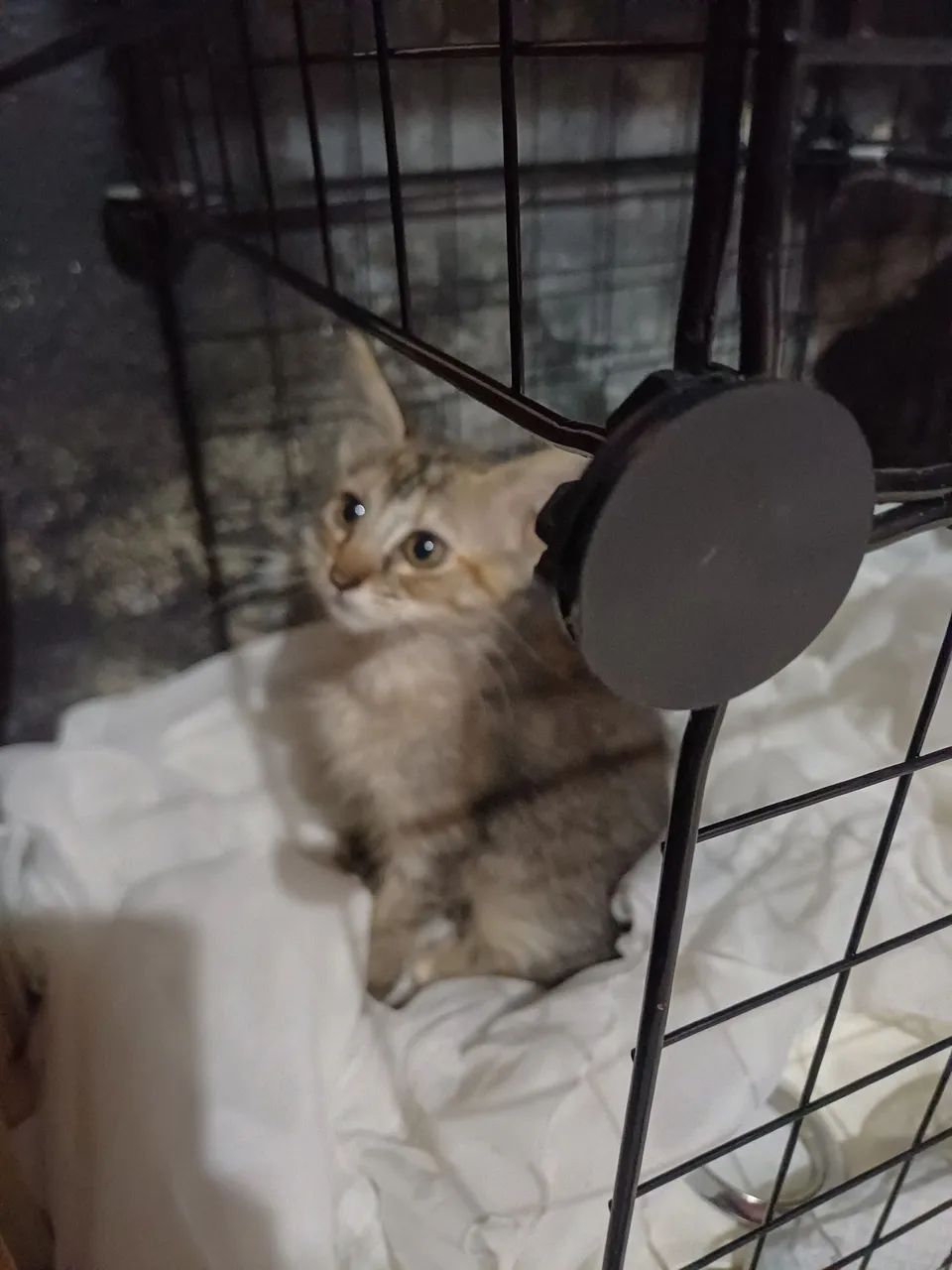Doa-se gatinhos  - Foto 2