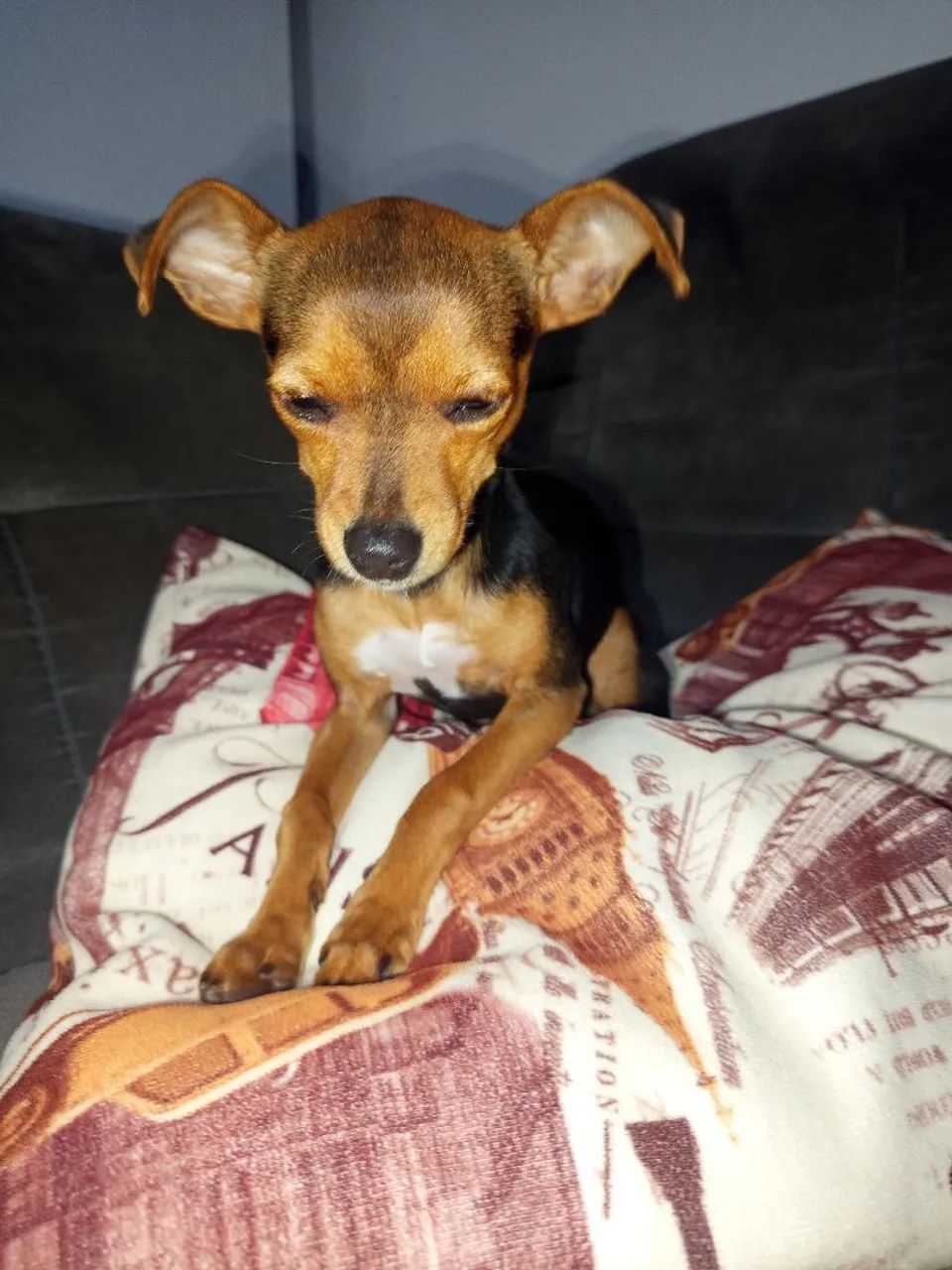 Cachorro Pinscher - Foto 5