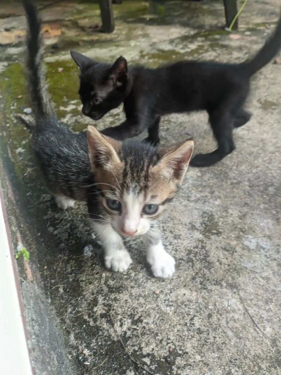 Adoção de gatos - Foto 5
