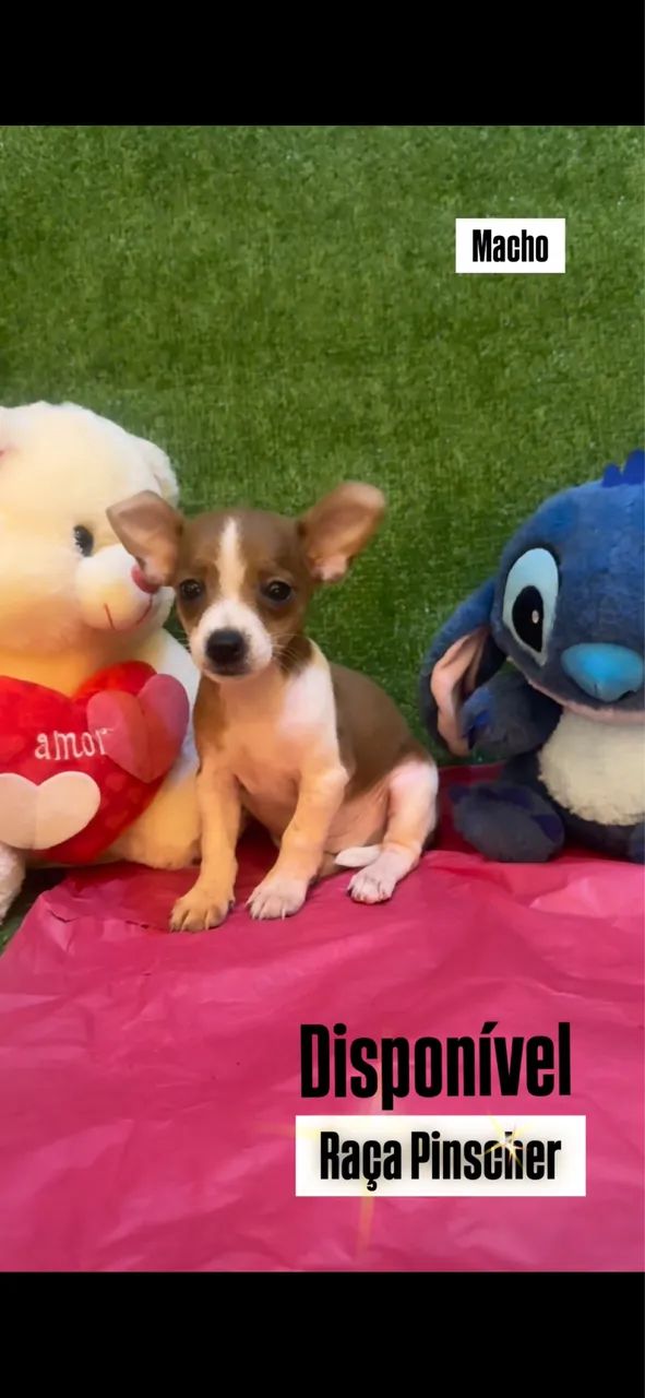 Cachorro  - Foto 2