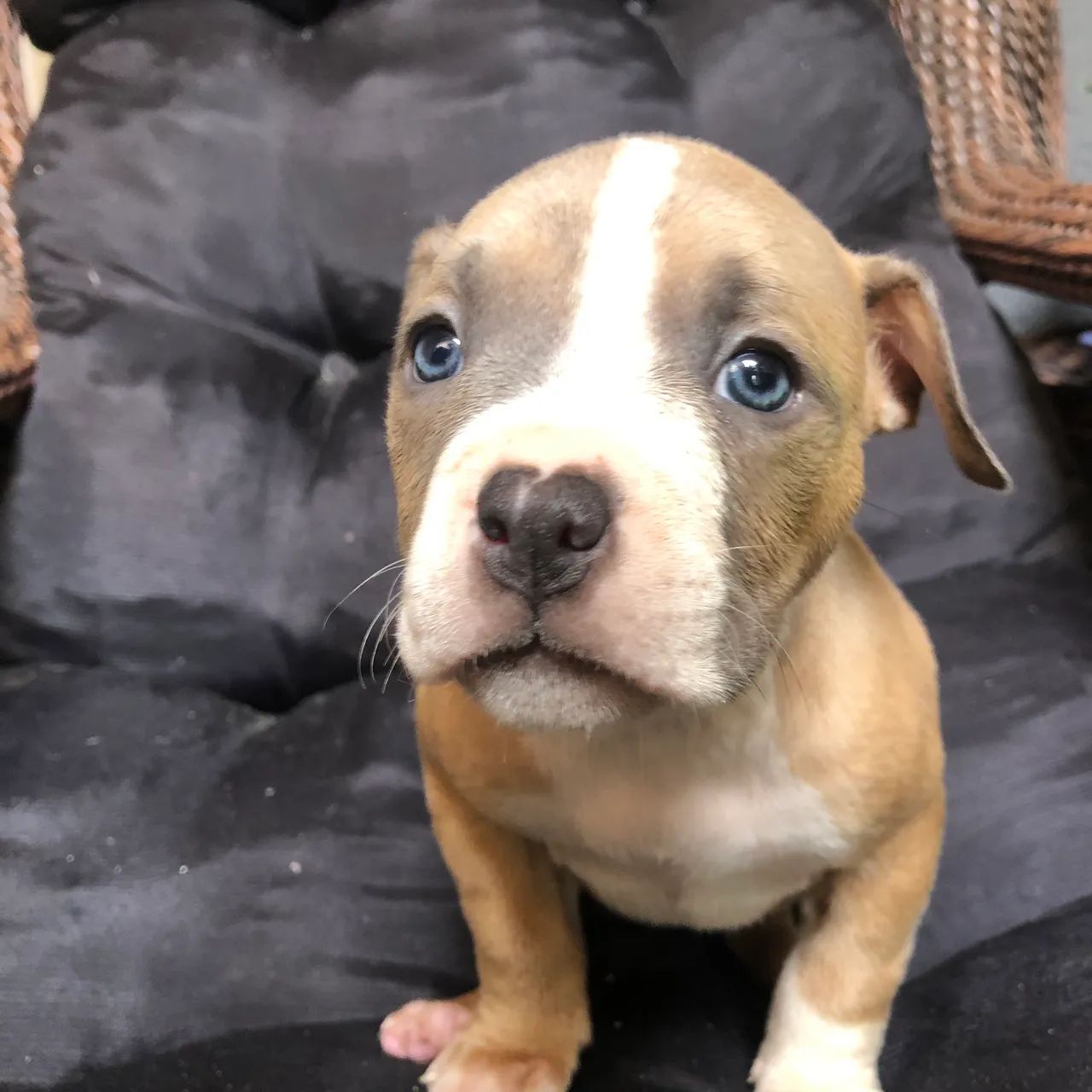 Filhote de American Bully - Foto 2