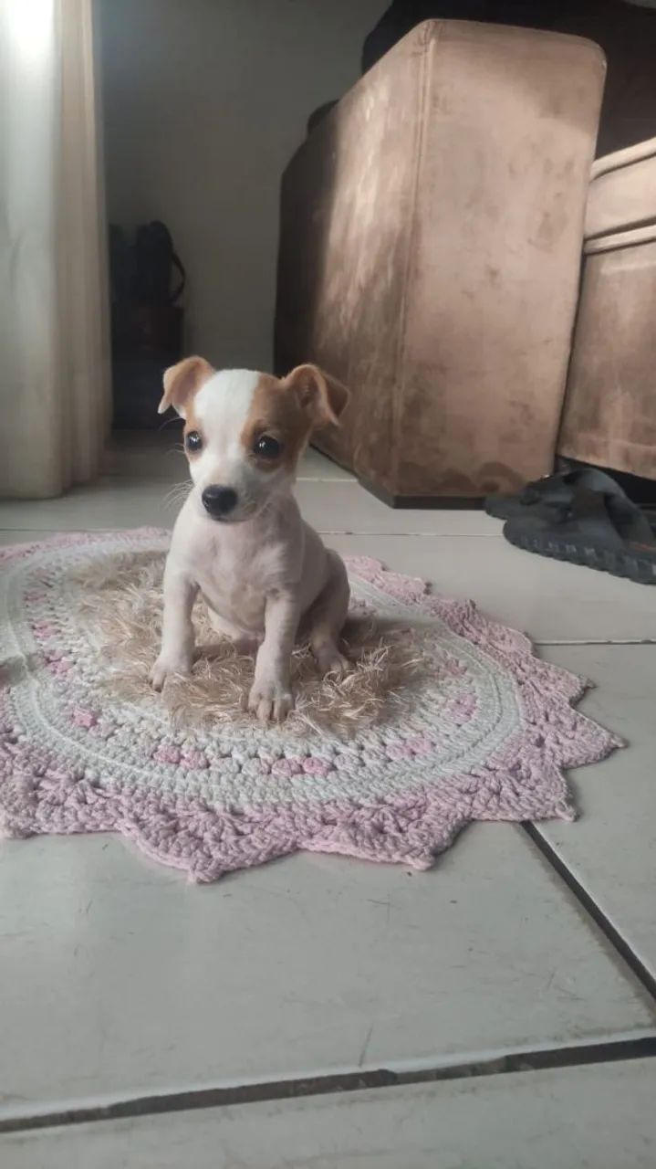 Pincher 