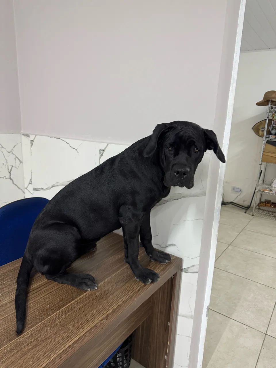 Cane Corso Filhotes  - Foto 5