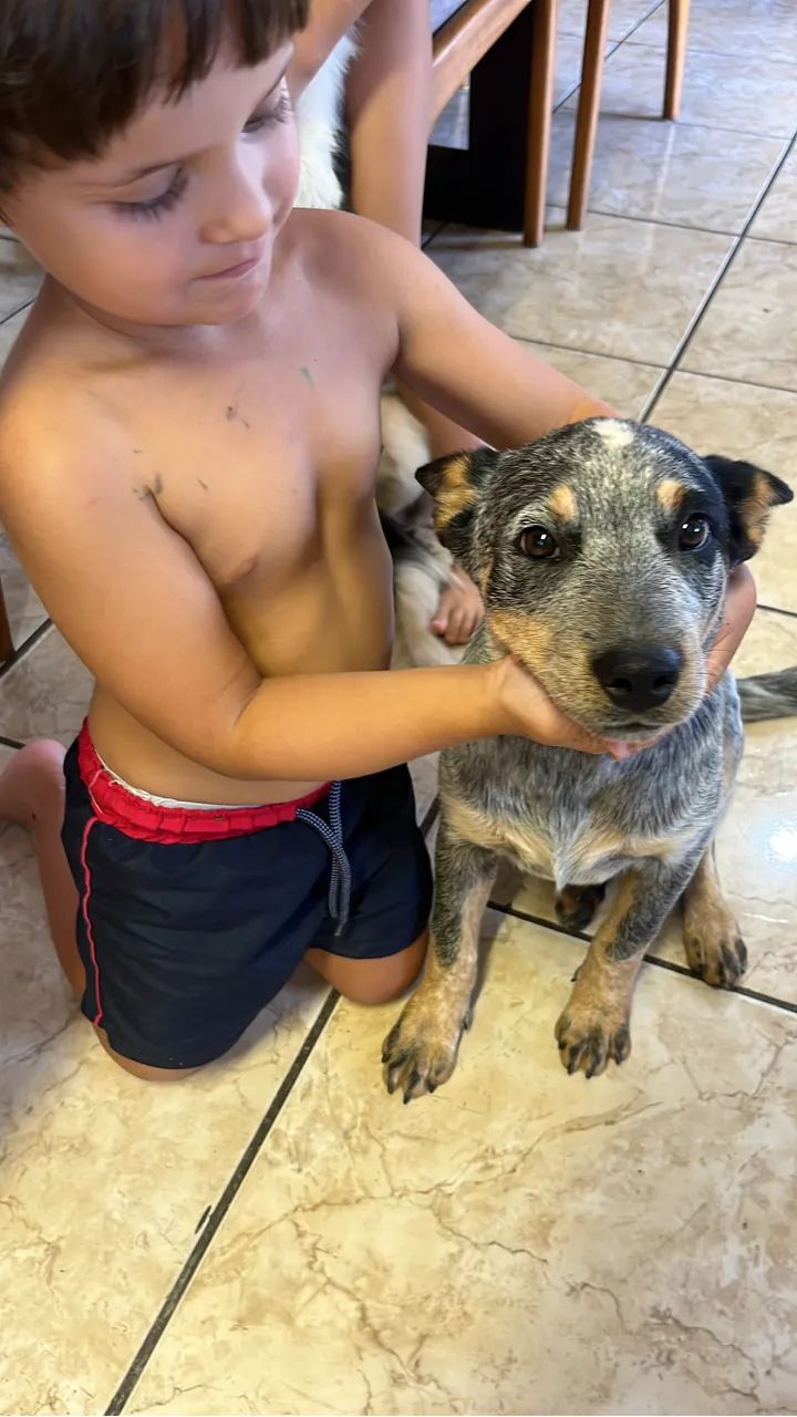  Doação Boiadeira australiano 
