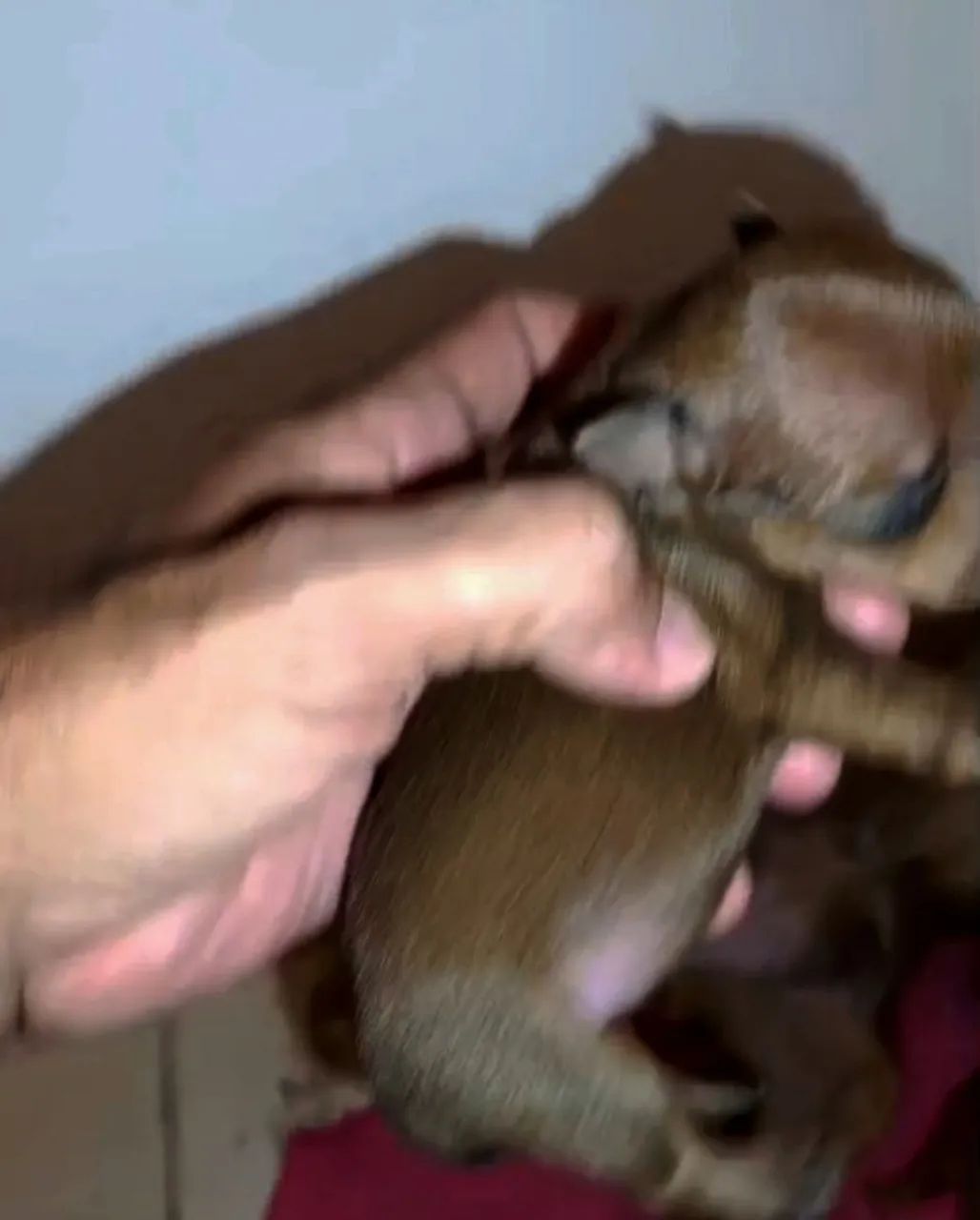 Pinscher miniaturas - Foto 4