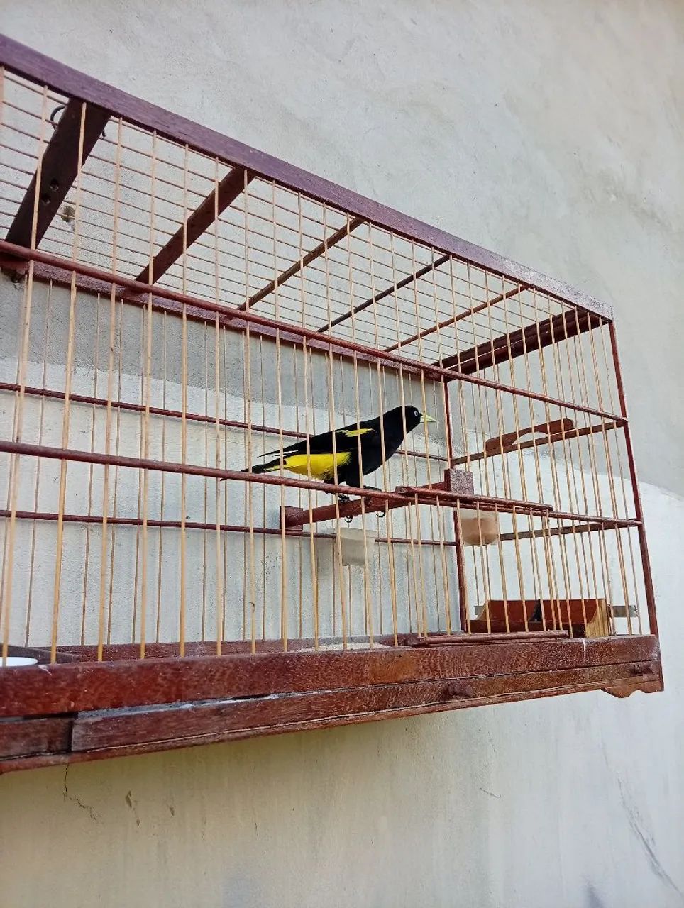 Voador novo e bom  - Foto 3