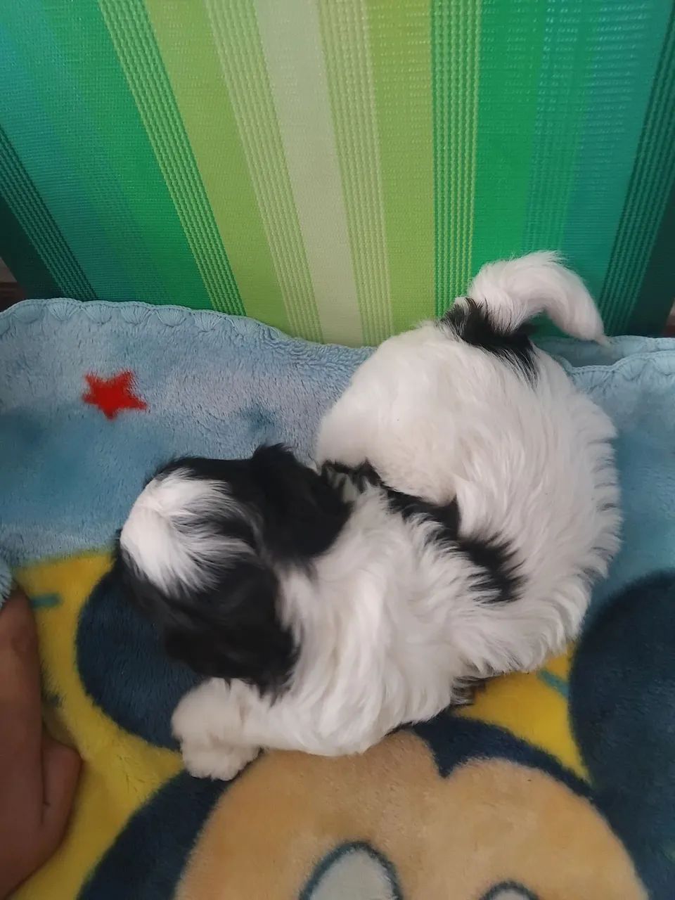 Vendesse filhote shitzu  - Foto 5