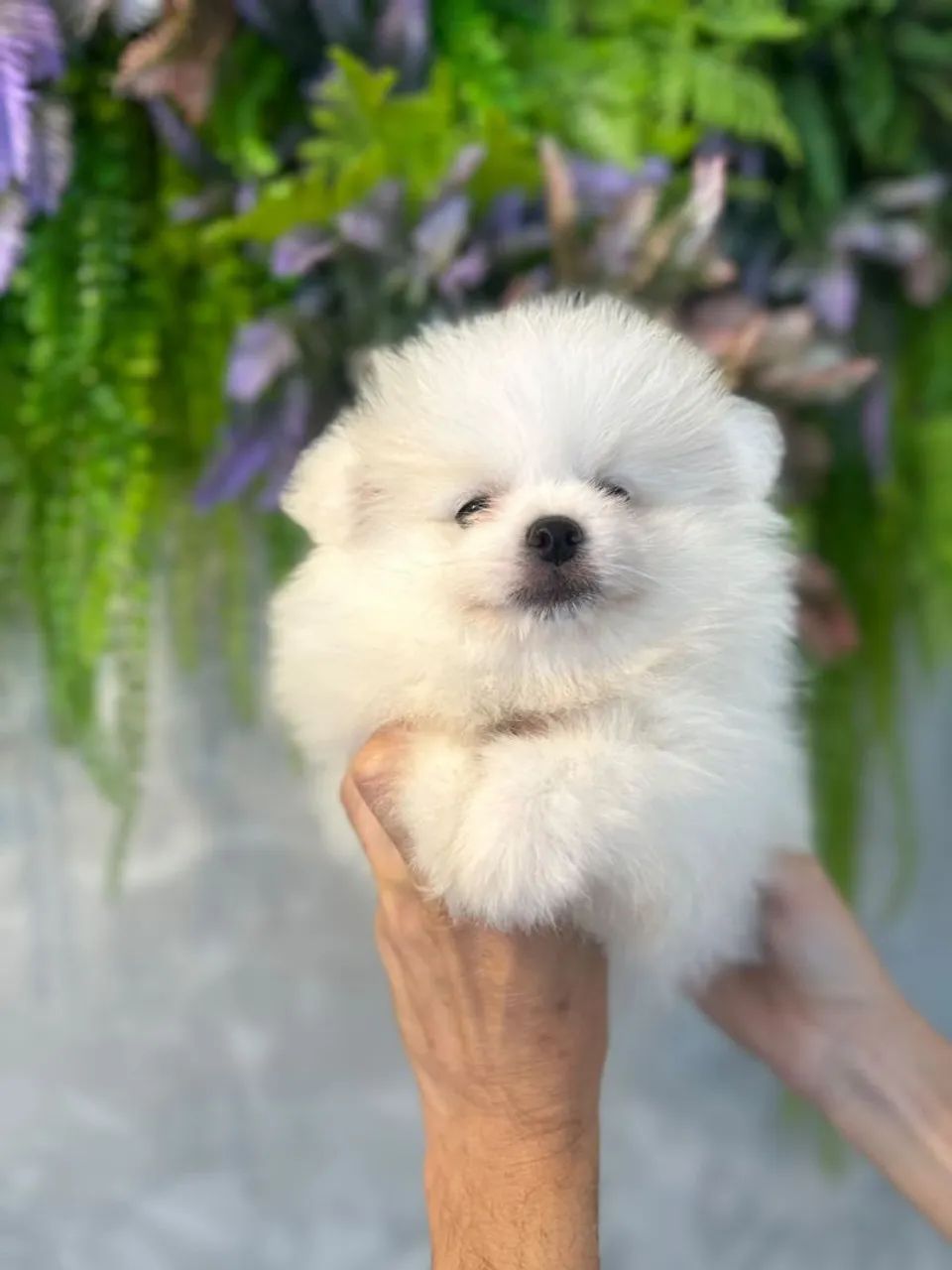 Aquele perfeito spitz branco - Foto 3