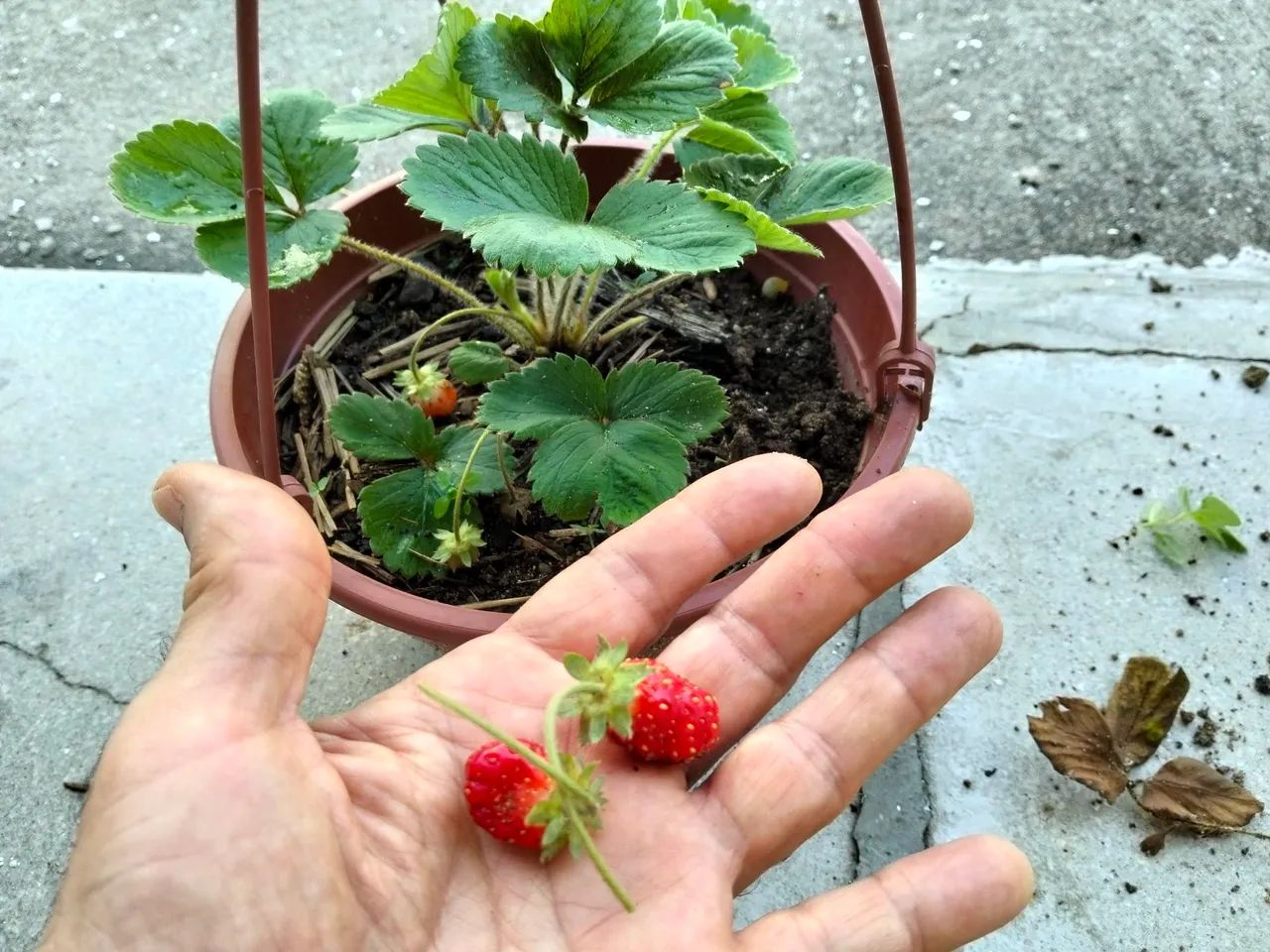 Mudas e Maços Embuá  - Foto 3