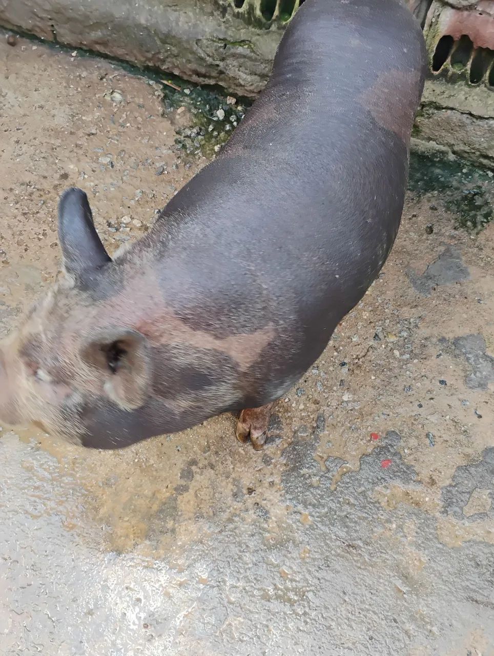 Mini porco cachaço  - Foto 4