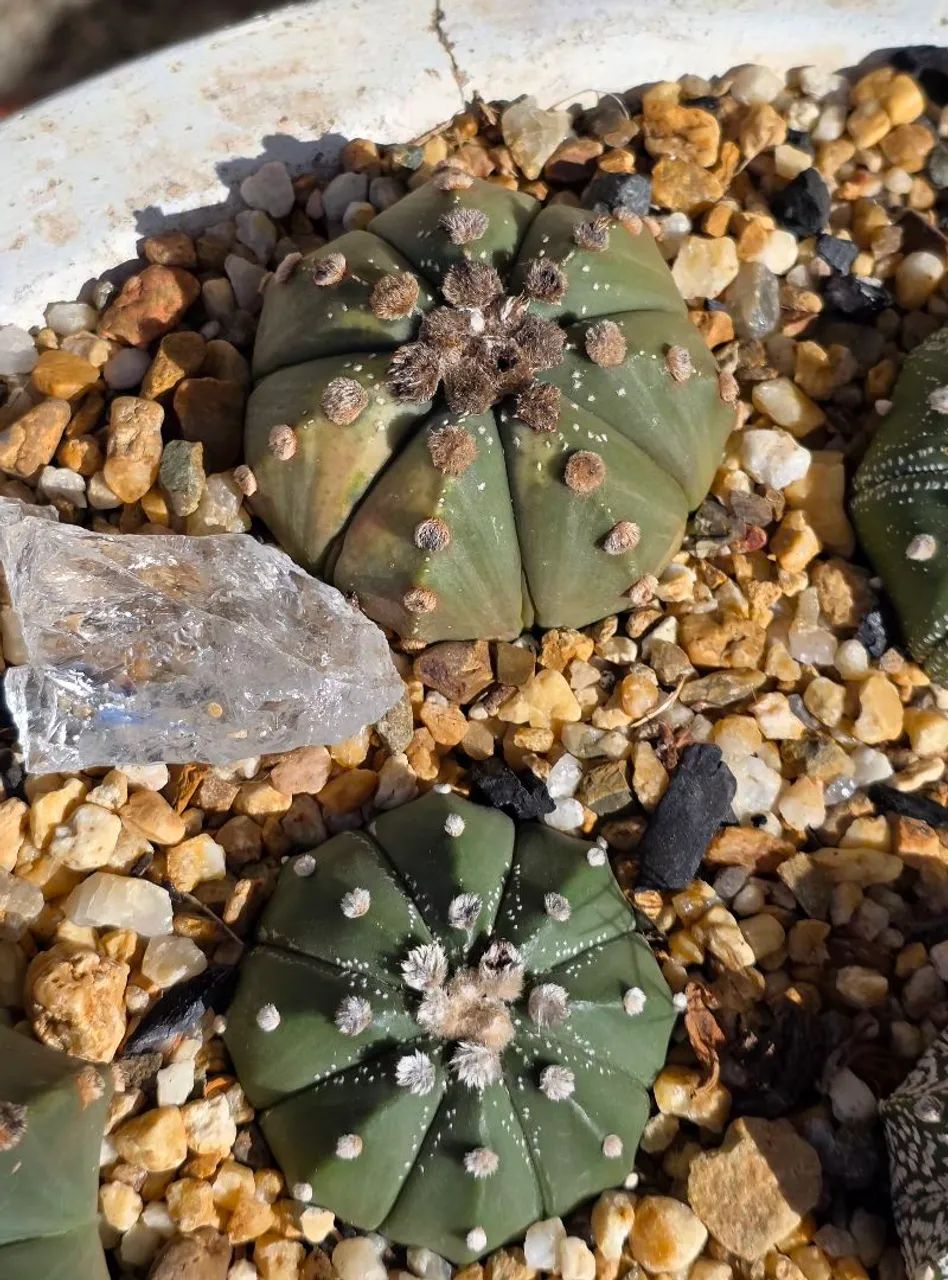 Cactos  - Foto 4