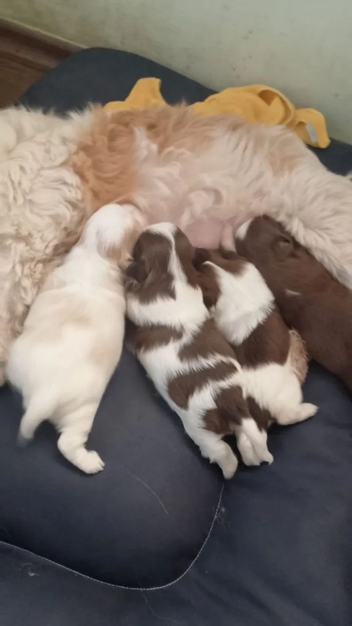 Cachorro Shitzu  - Foto 2