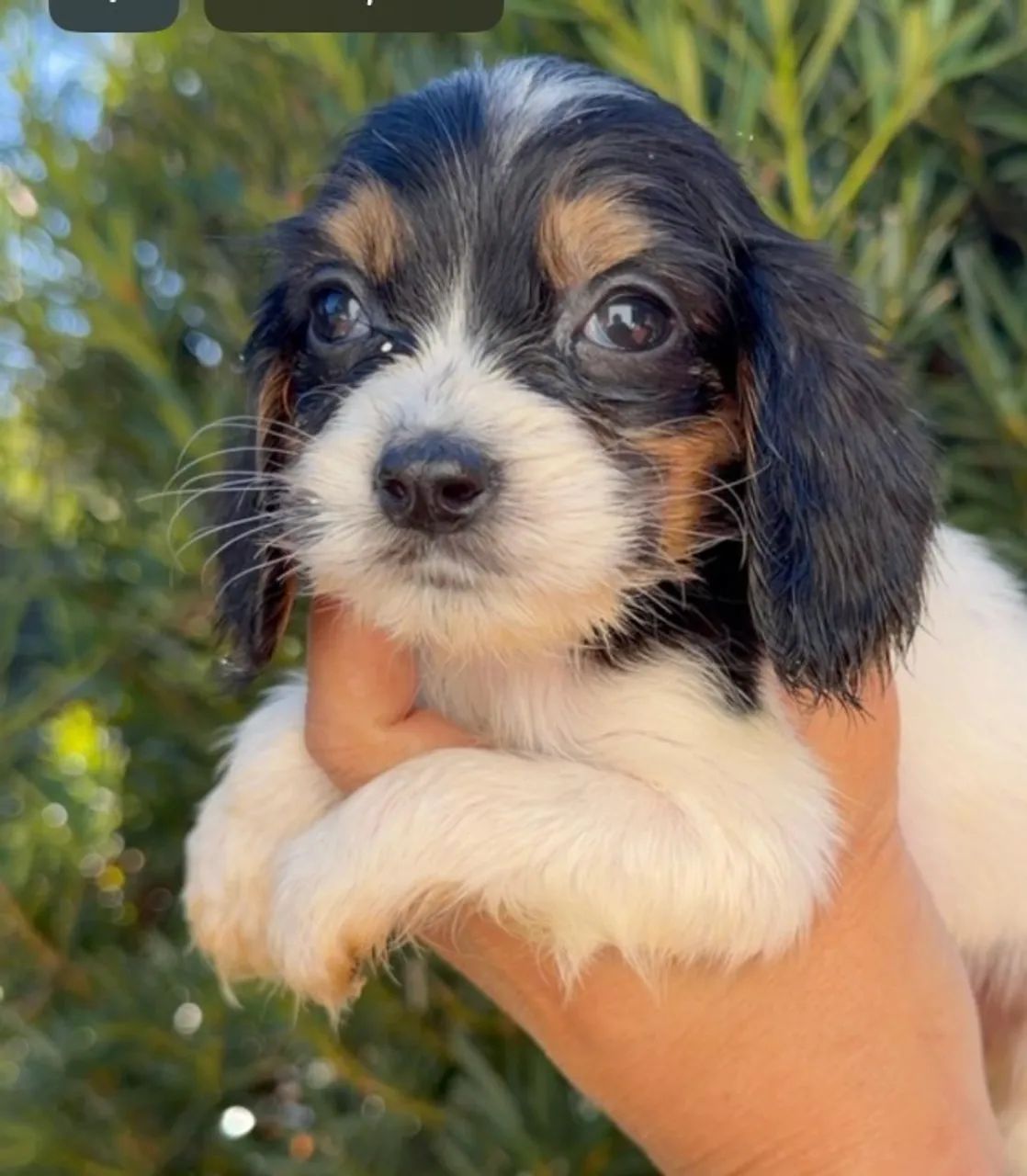 Cocker spaniel lindo e saudavel 