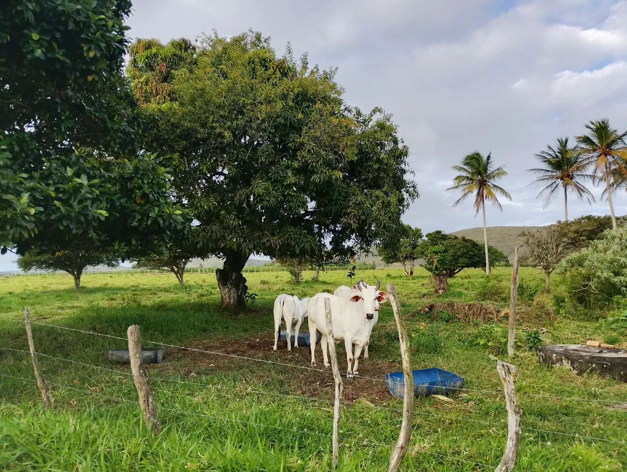Sítio povoado serra comprida areia Branca sergipe - Foto 5