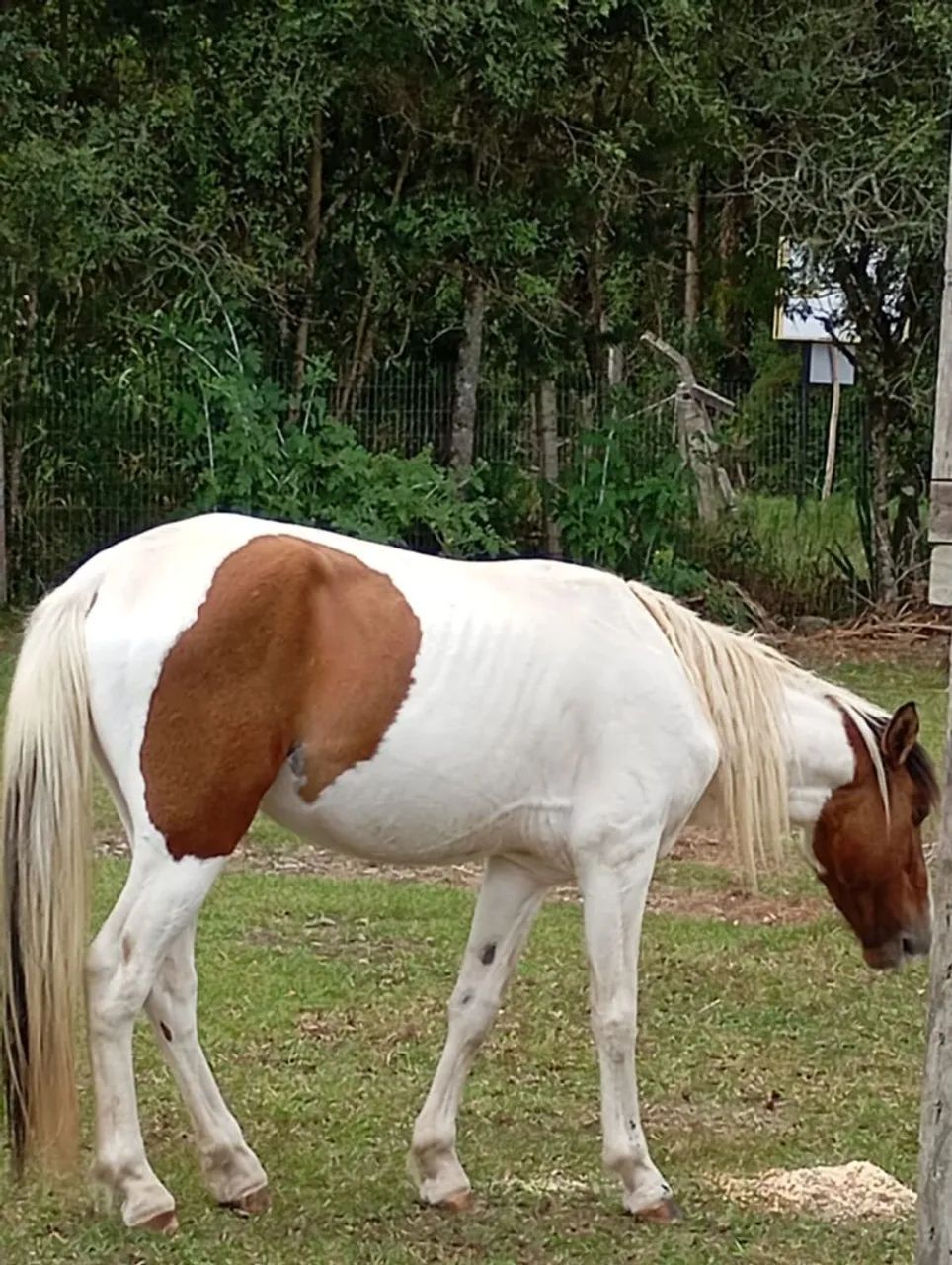 Vendo cavalo marchador  - Foto 6