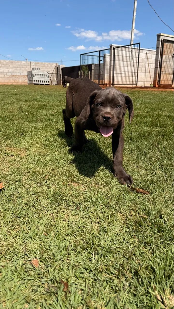 Filhotes de Cane Corso - Foto 4