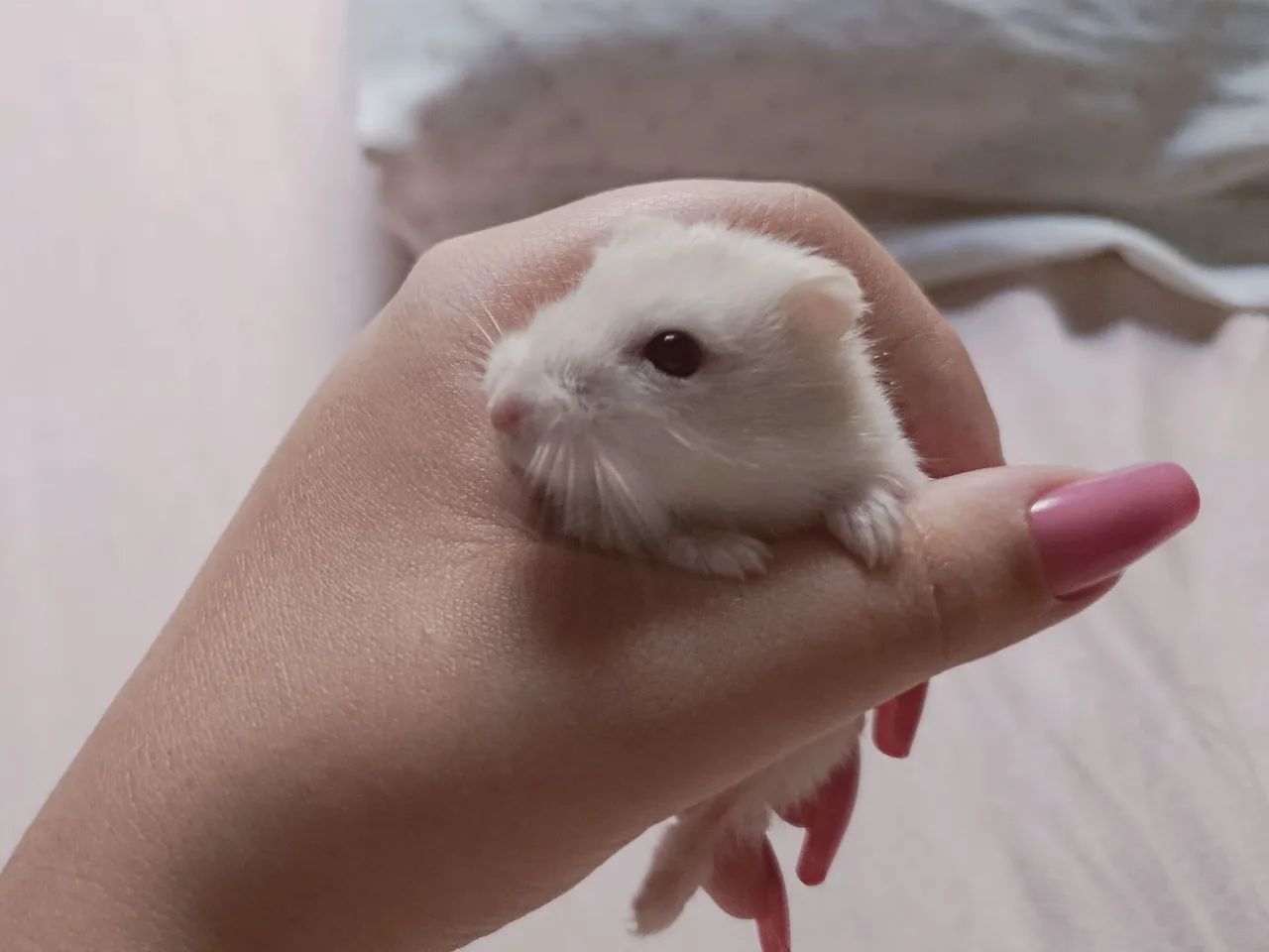 Hamster com terrário completo  - Foto 3