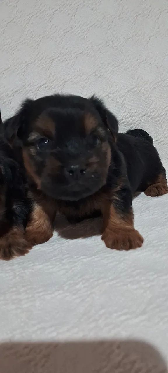 Lindos filhotes Yorkshire Terrier  - Foto 3
