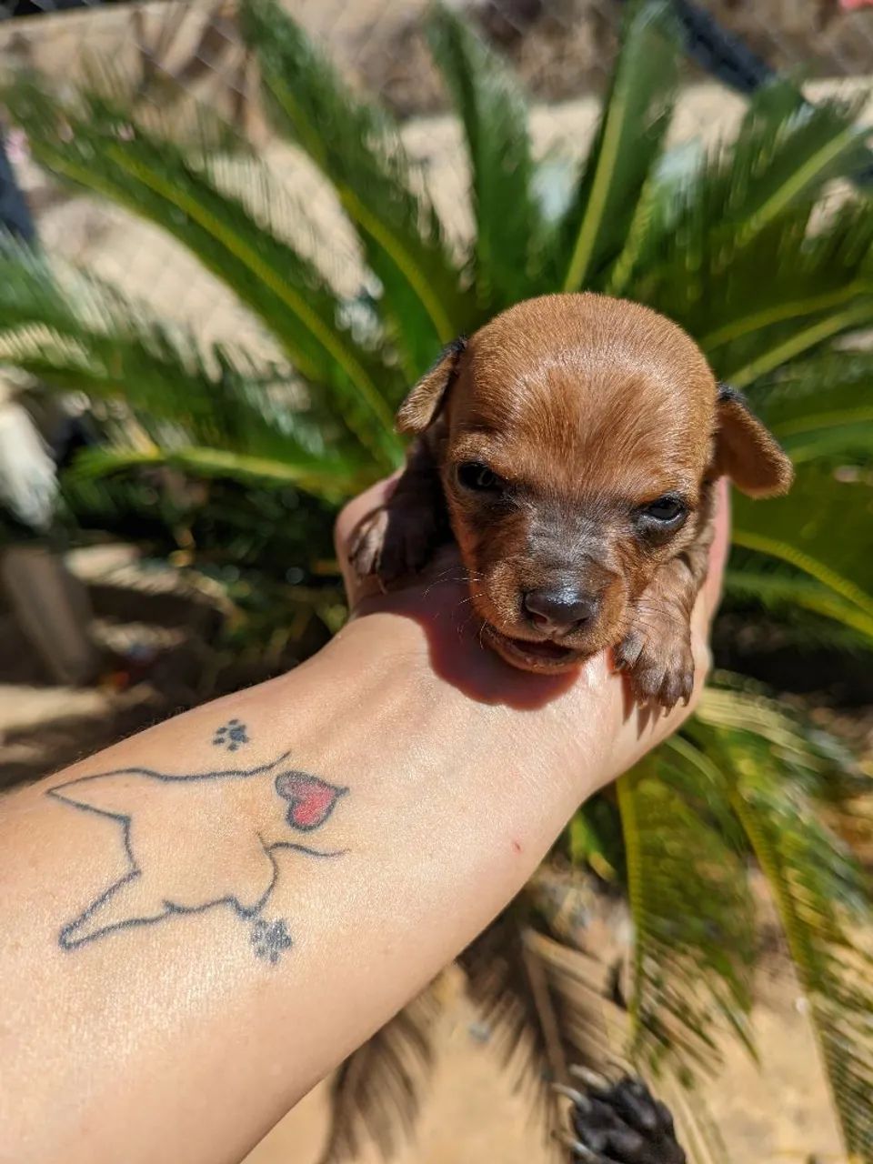 Pinscher  - Foto 3
