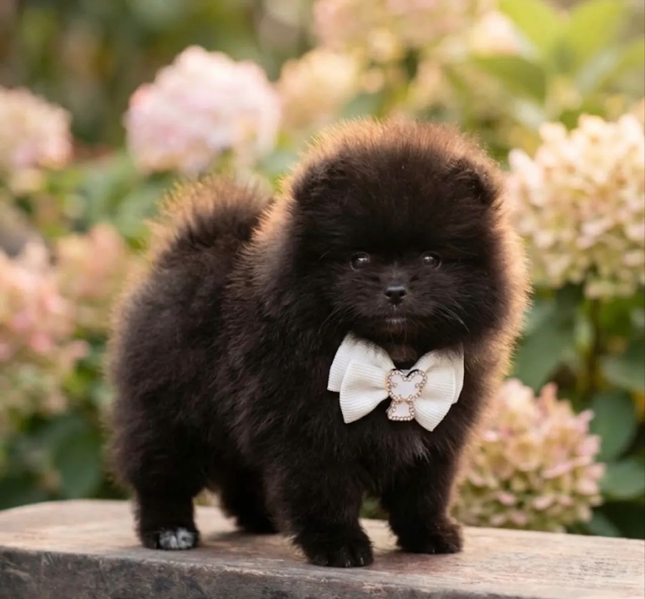 Lulu da pomerania  - Foto 4
